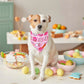 ADOGGYGO Halloween Dog Bandana