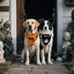 2pcs Reversible Pumpkin & Ghost Scarves for Medium/Large Dogs