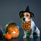 ADOGGYGO Halloween Dog Bandana