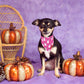 ADOGGYGO Halloween Dog Bandana