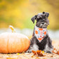 ADOGGYGO Halloween Dog Bandana